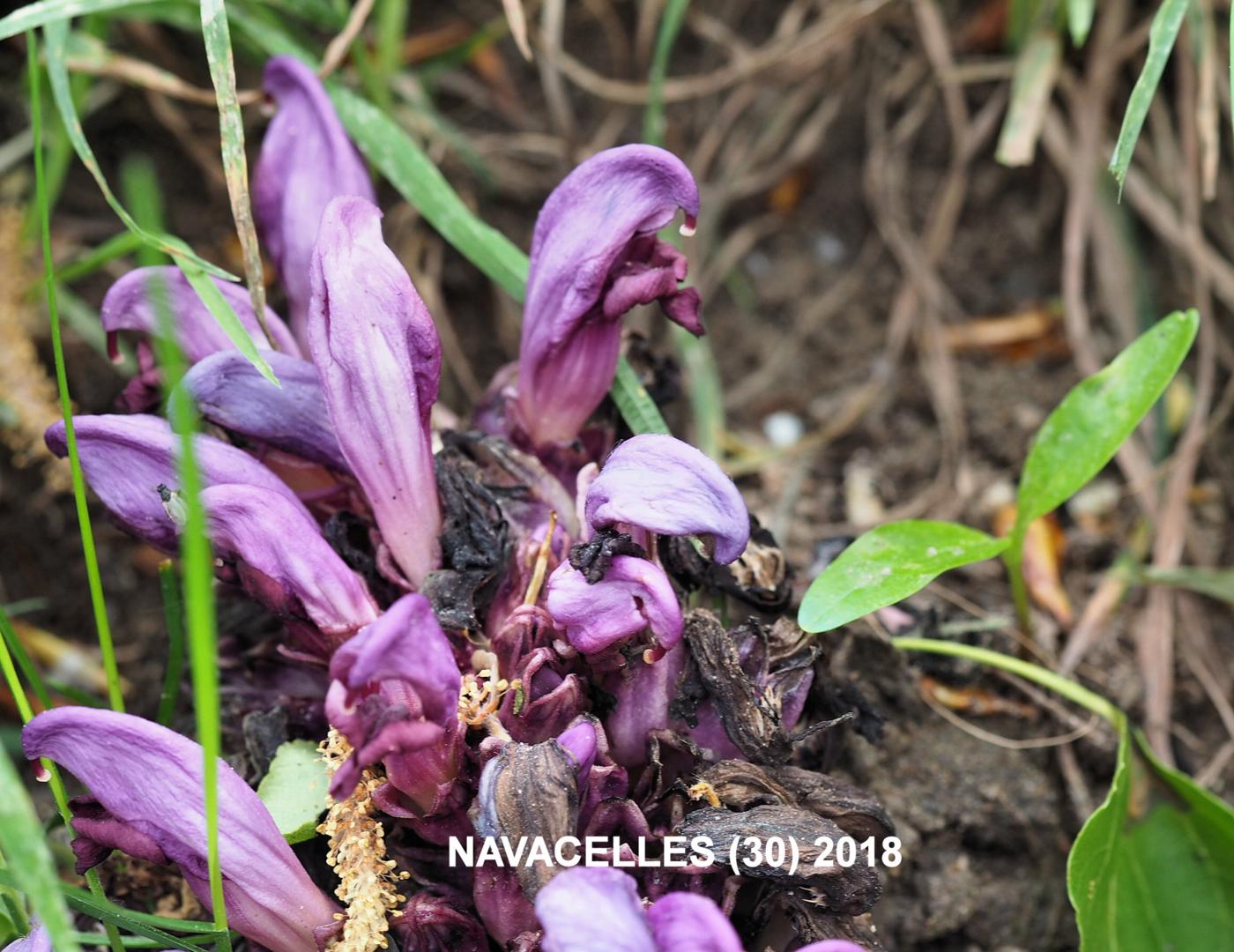 Toothwort, Purple flower